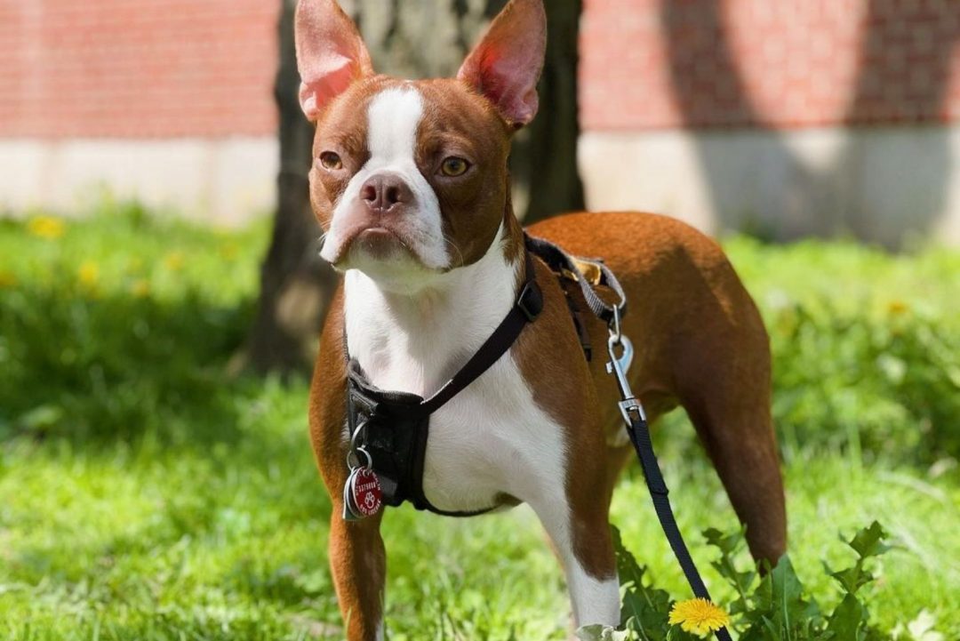The Red Boston Terrier An Ultimate Guide About This Dog