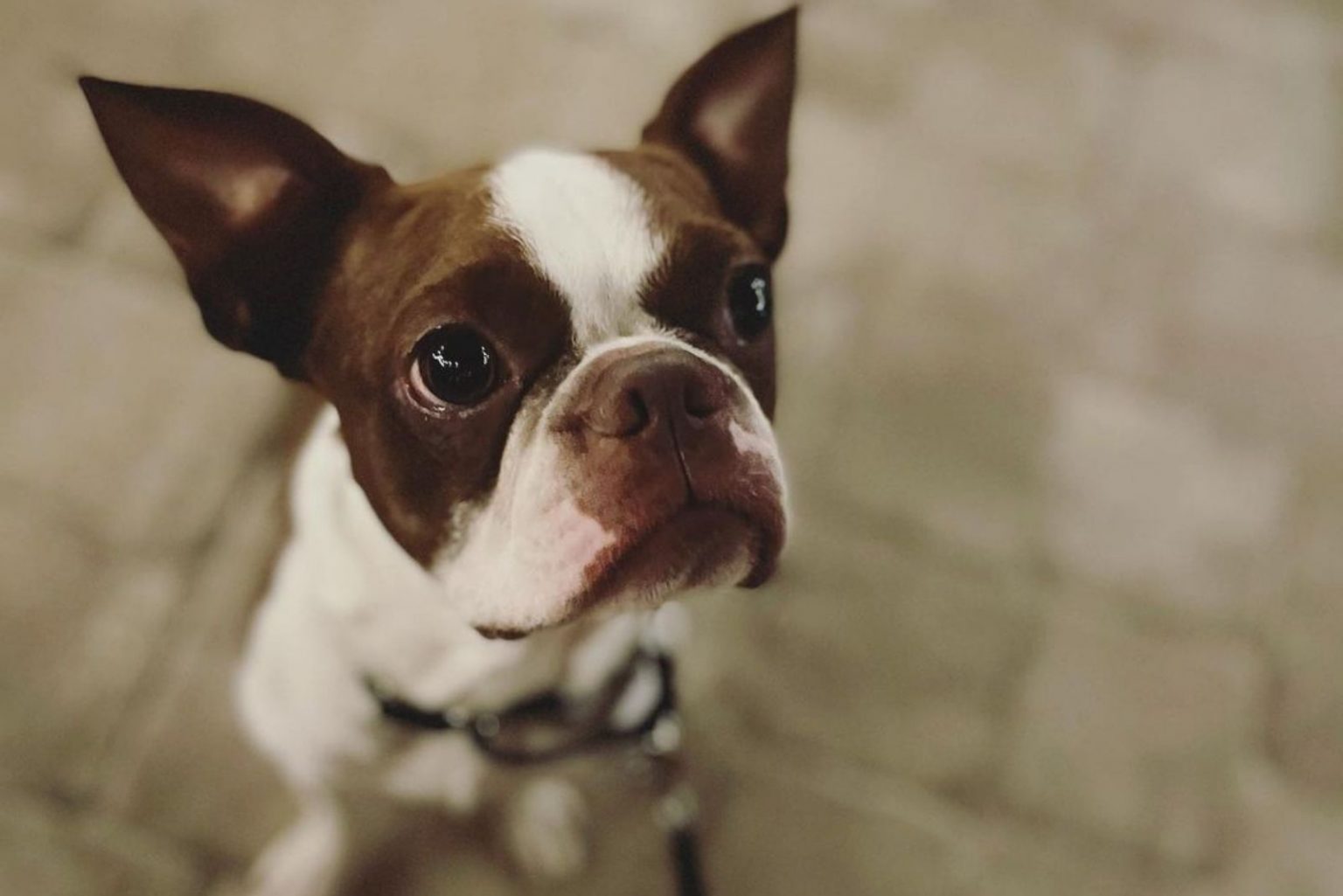 The Red Boston Terrier An Ultimate Guide About This Dog