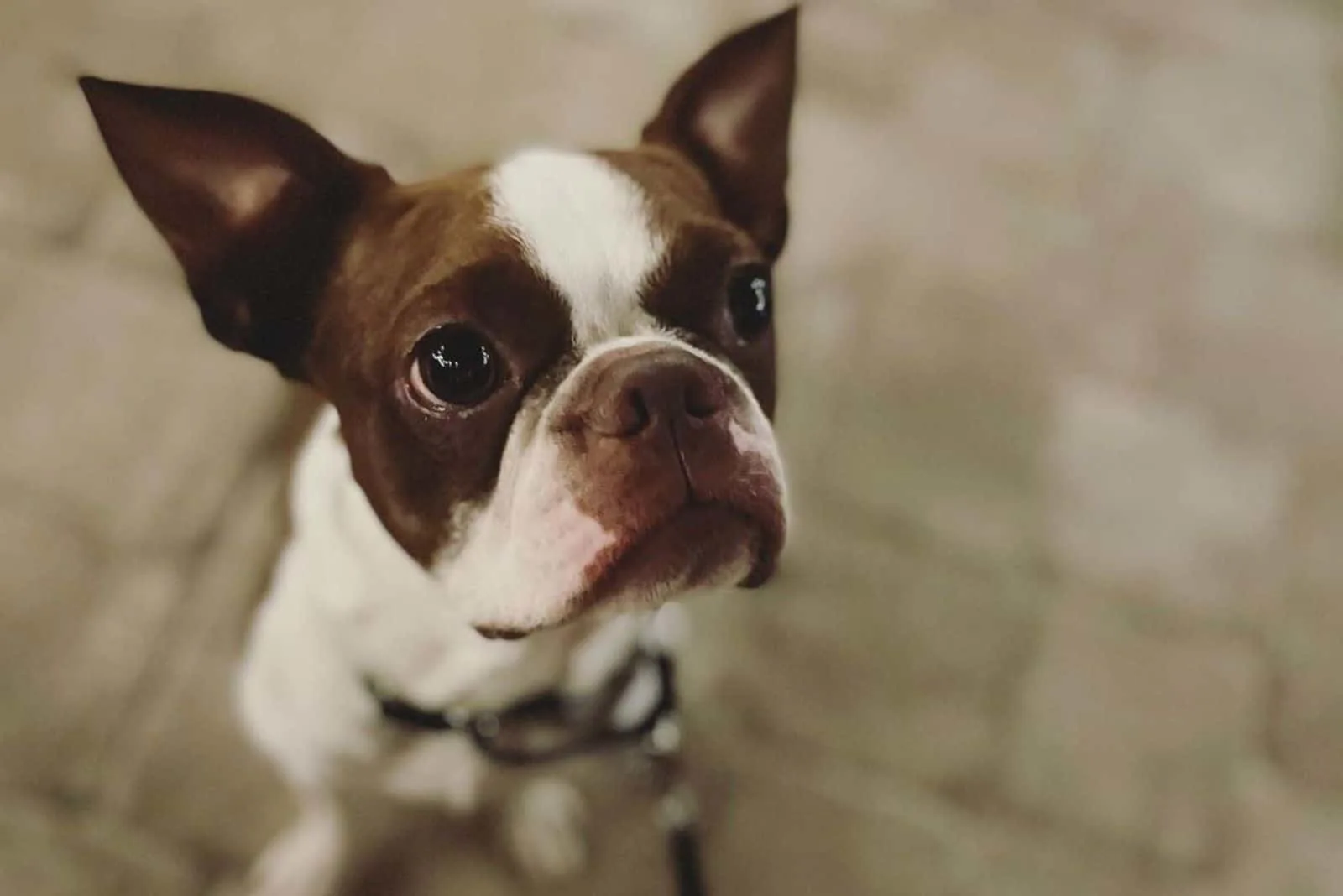 red boston terrier at home sad
