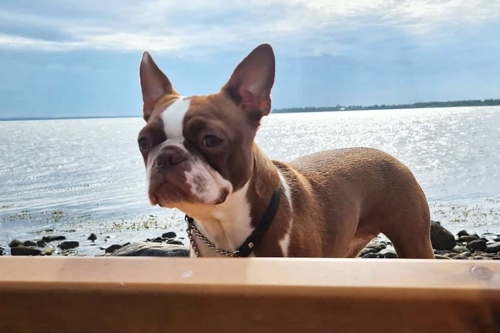 red boston terrier by the lake