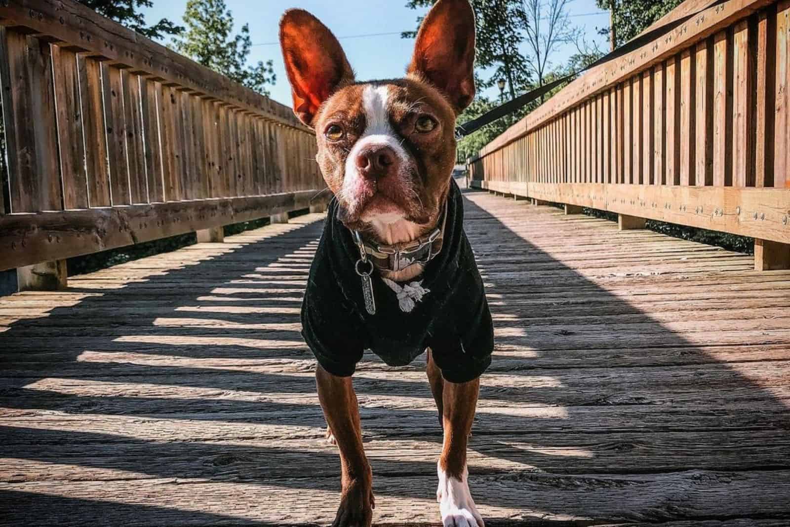 red boston terrier in nature