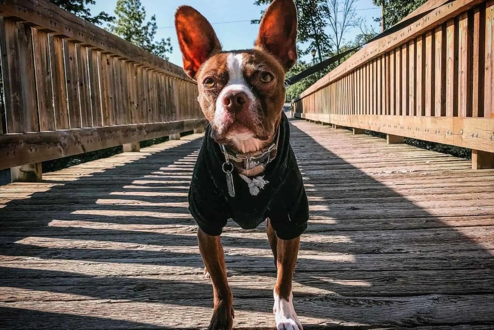 red boston terrier in nature
