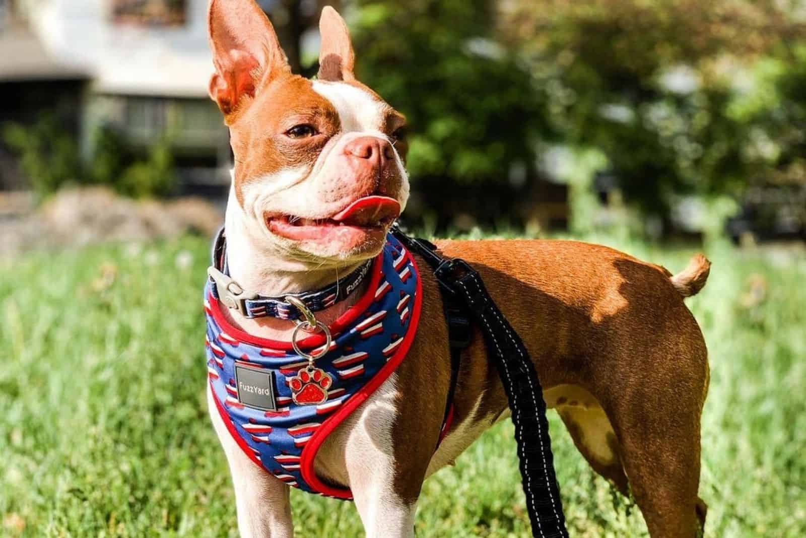 red boston terrier in the park