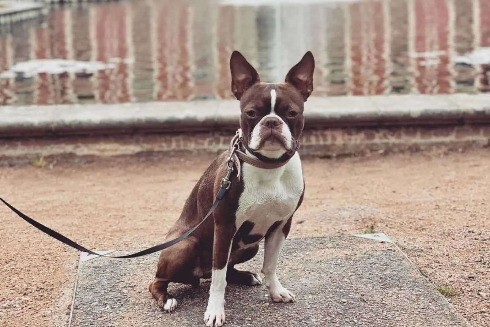 red boston terrier posing