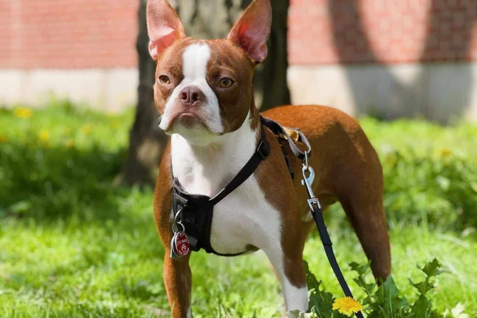 red boston terrier