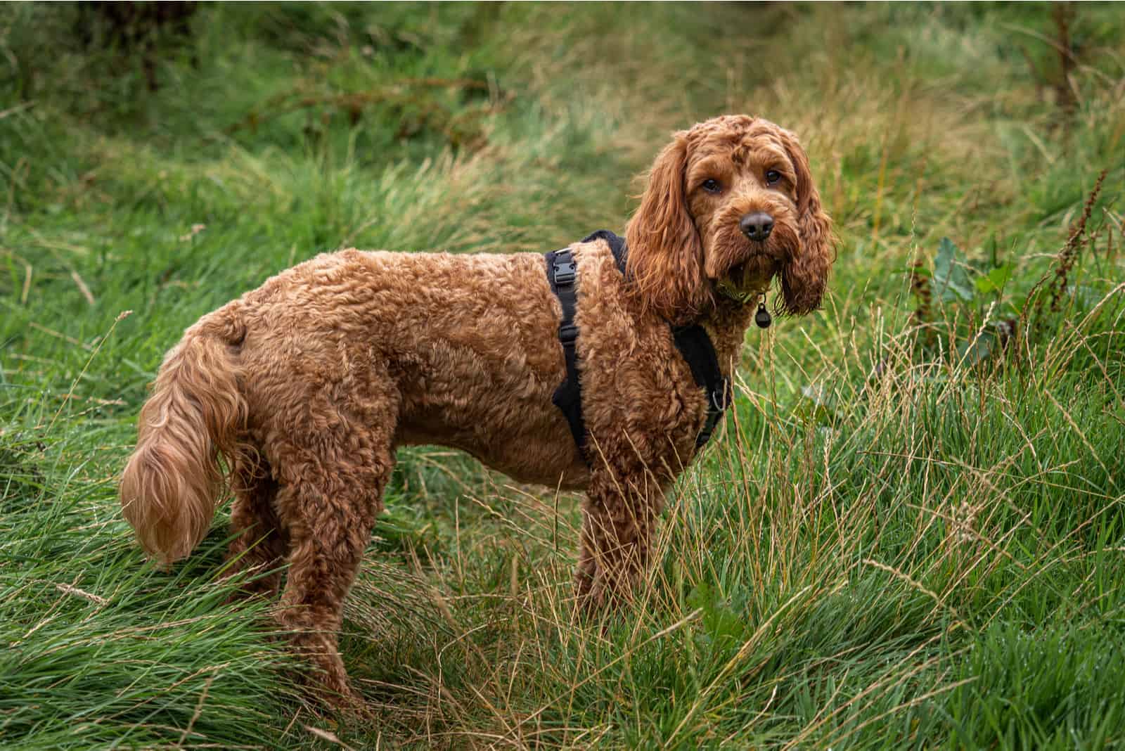 red cockapoo standing attentively