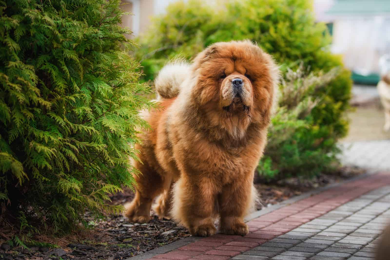 red dog chow chow dog outdoors
