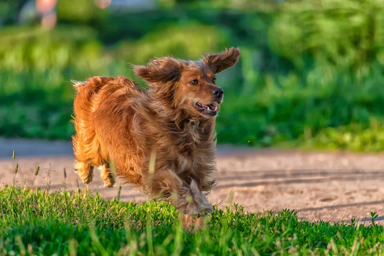 red english cocker spaniel running in the field