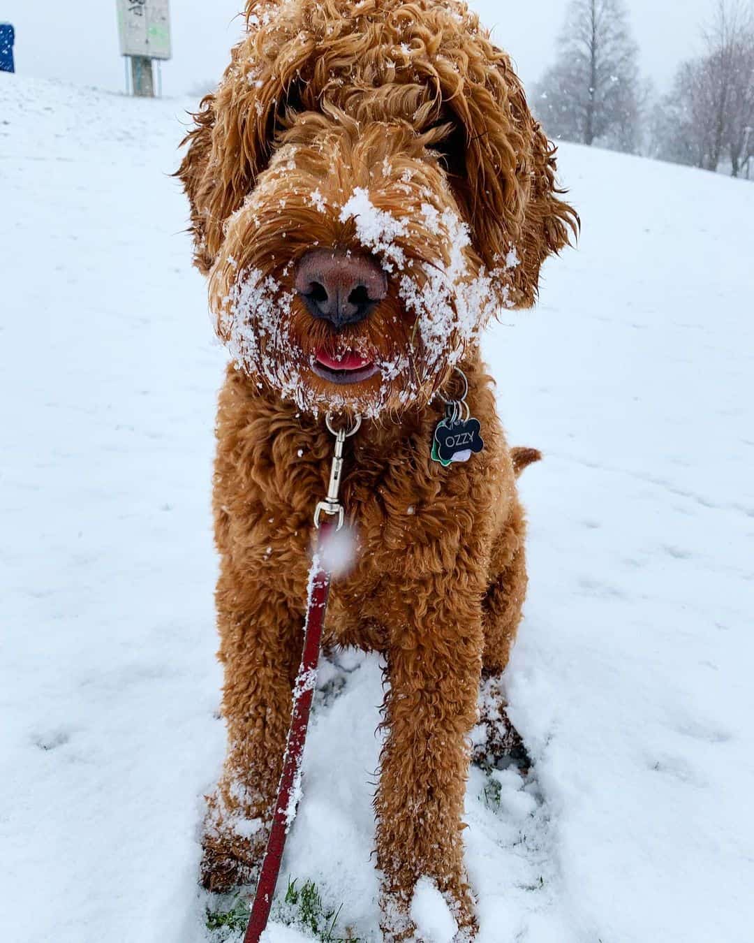 red f1 goldendoodle