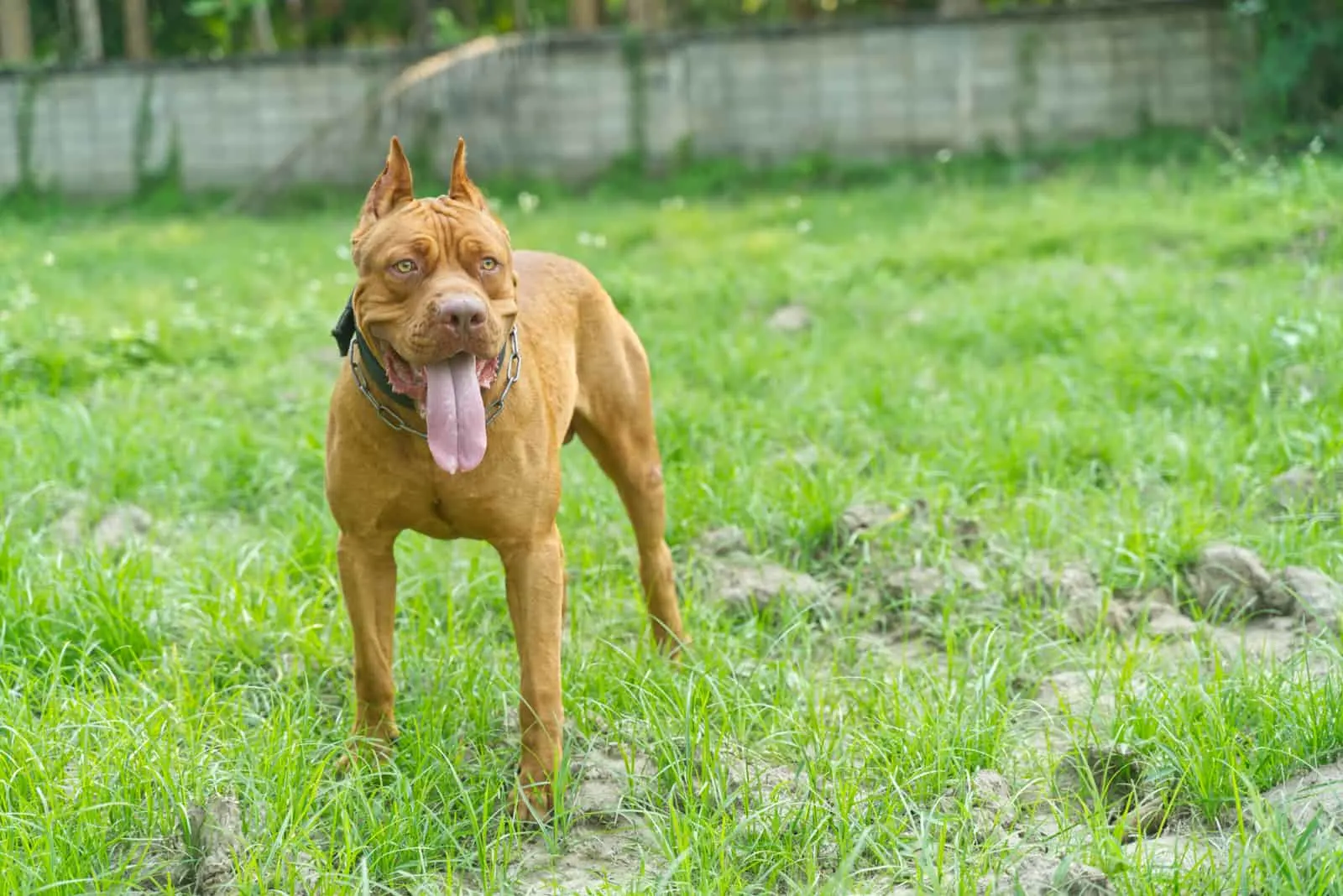 red nose American pitbull terrier in a green meadow