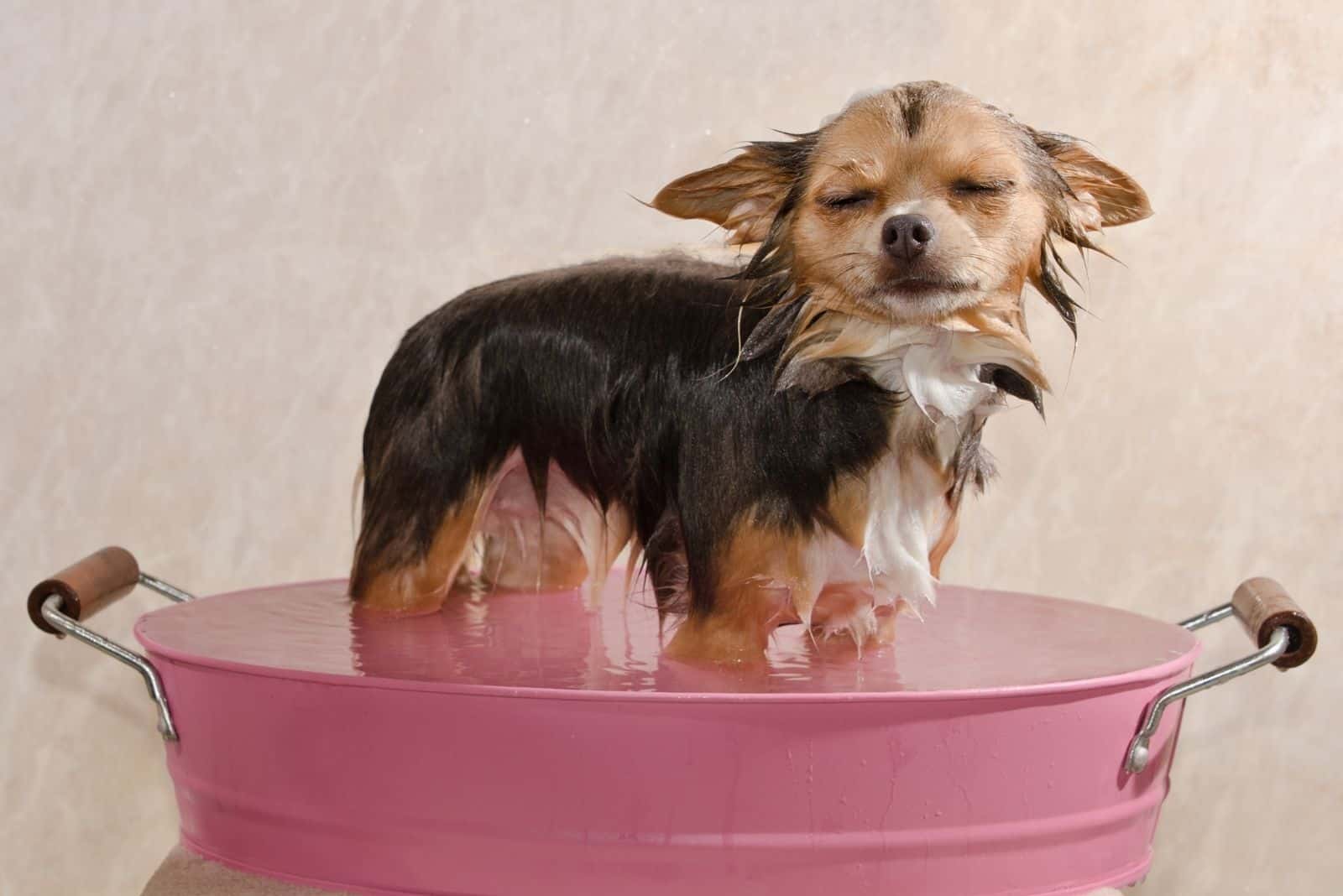 relaxed chihuahua puppy taking a bath in a pink tub