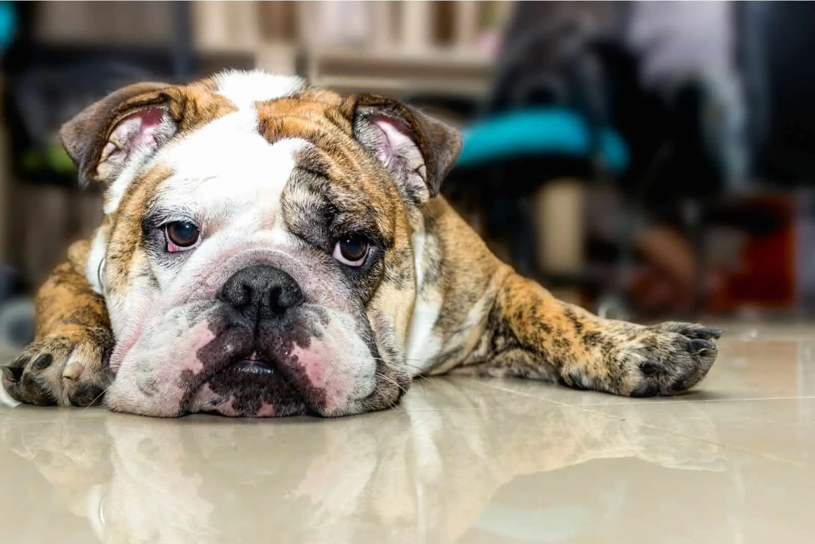 resting english bulldog inside the home office
