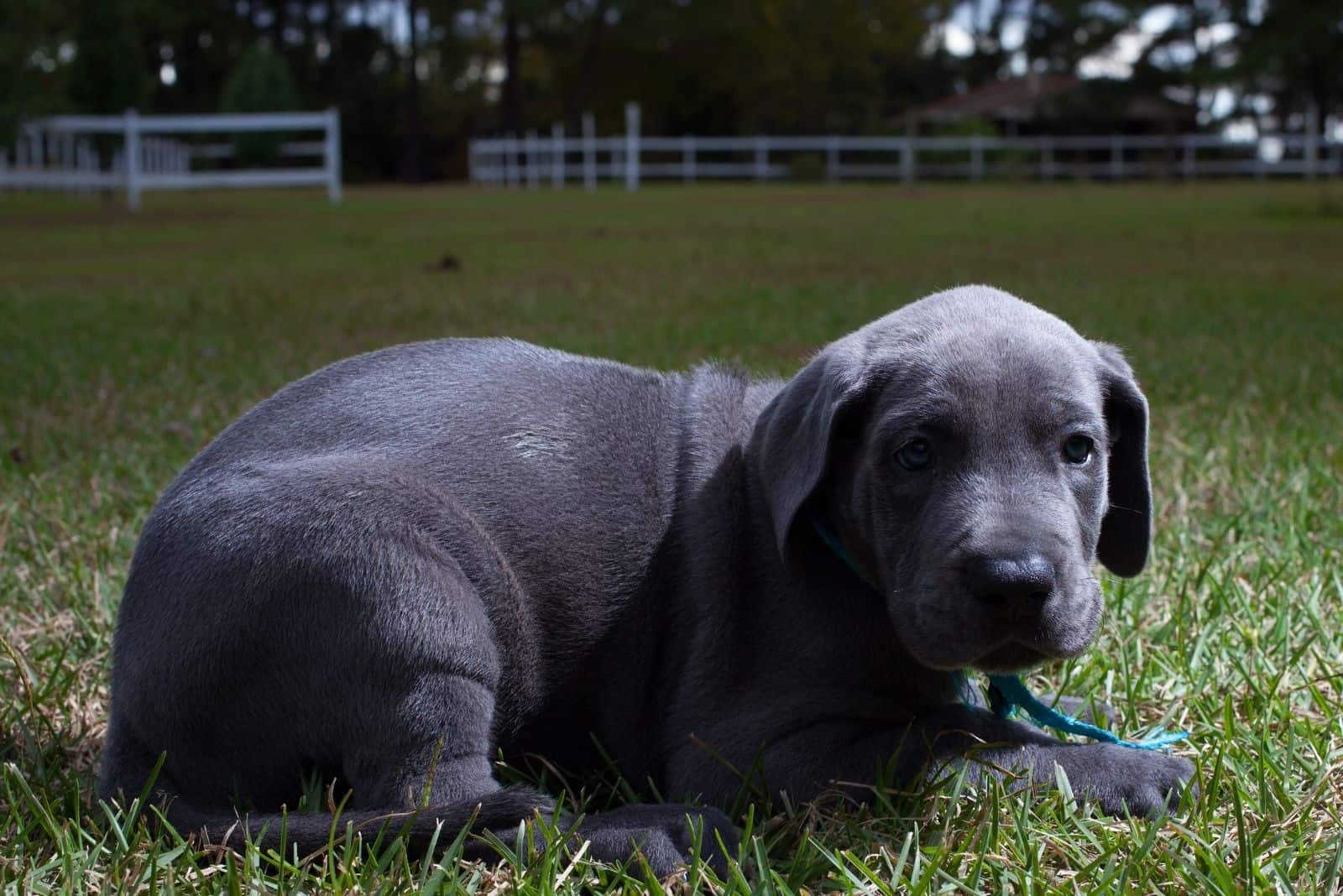 resting great dane puppy in the lawn during sunset