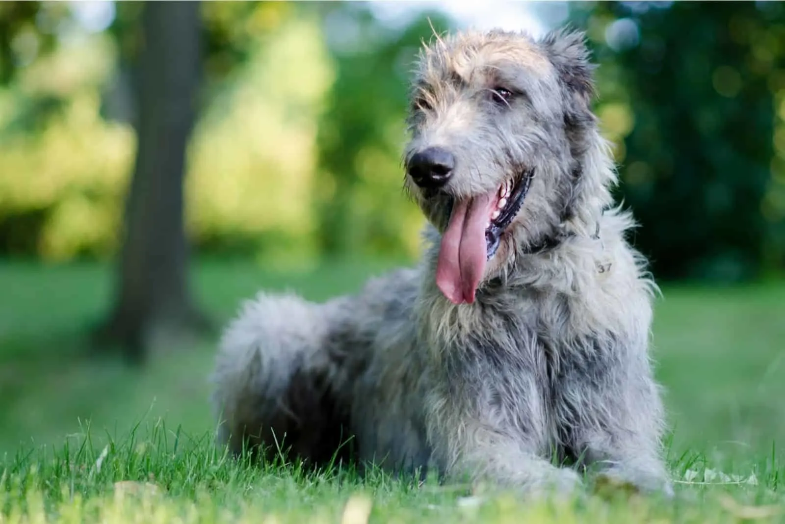 resting irish wolfhound in the park with tongue sticking out