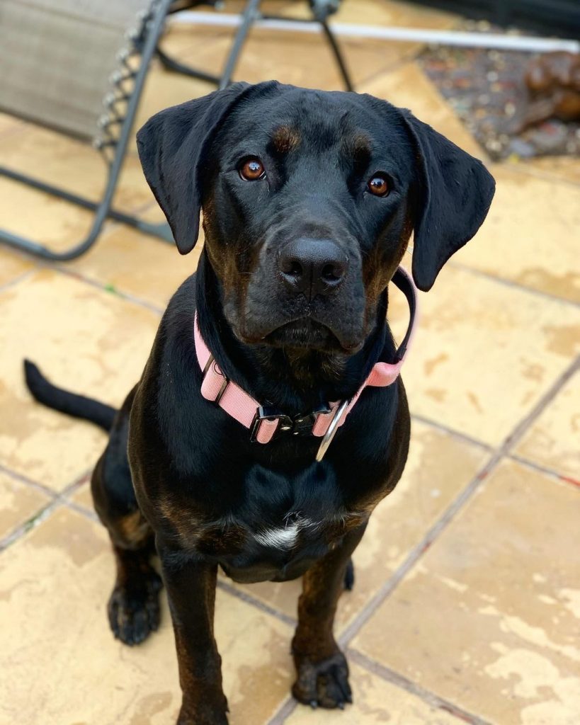 Cane Corso Rottweiler Mix A Tough Hybrid With A Soft Heart