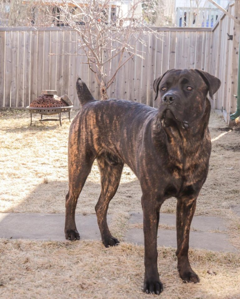 Cane Corso Rottweiler Mix A Tough Hybrid With A Soft Heart