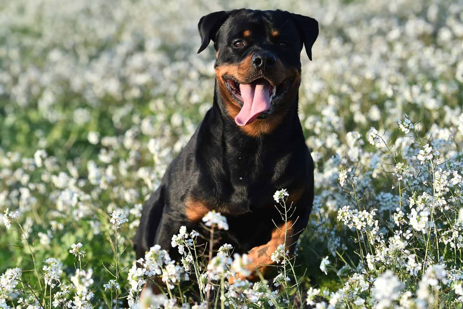 rottweiler in the garden filled with white small flowers
