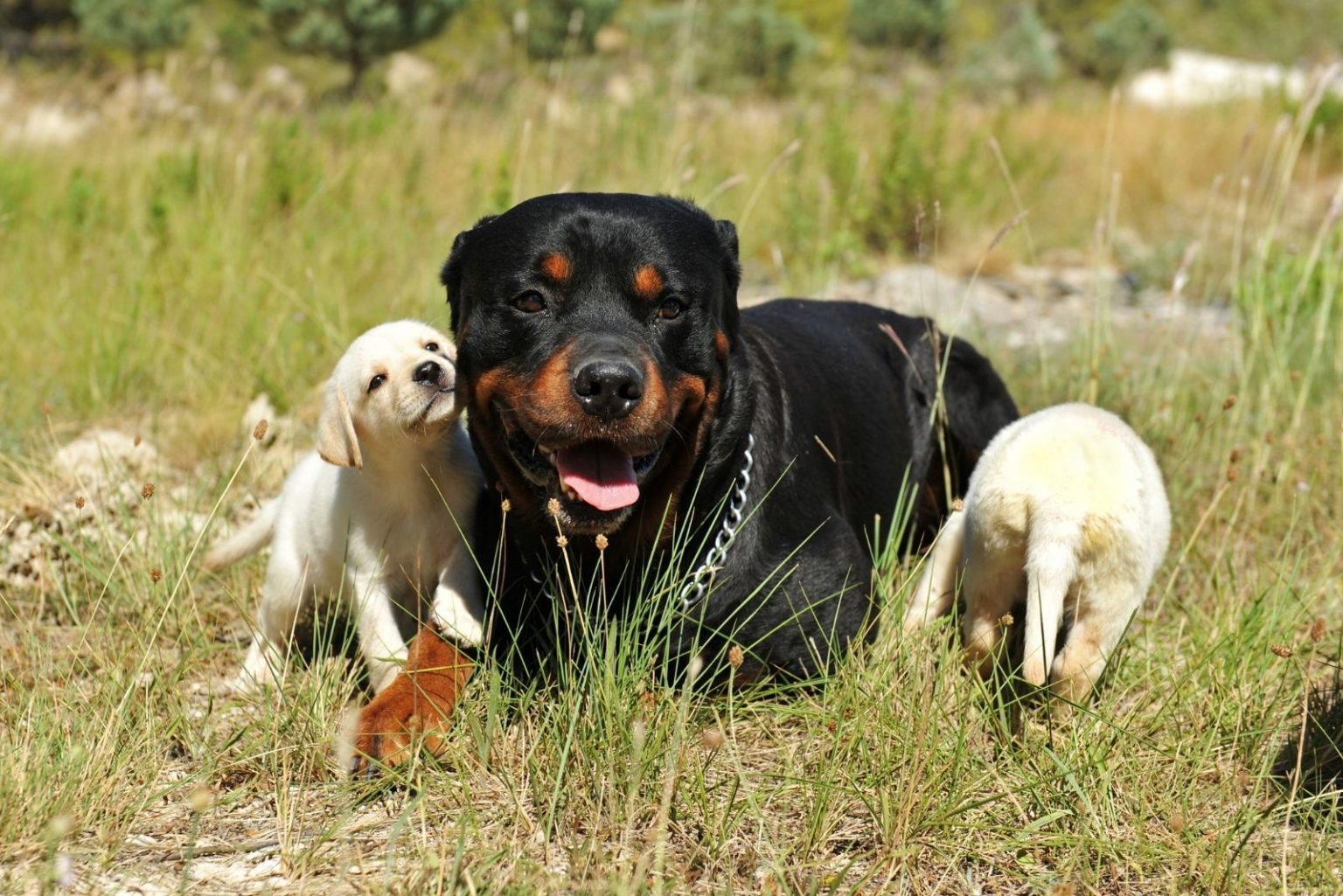 Are Rottweilers Dangerous? How Unsafe Are These Dogs, Really?