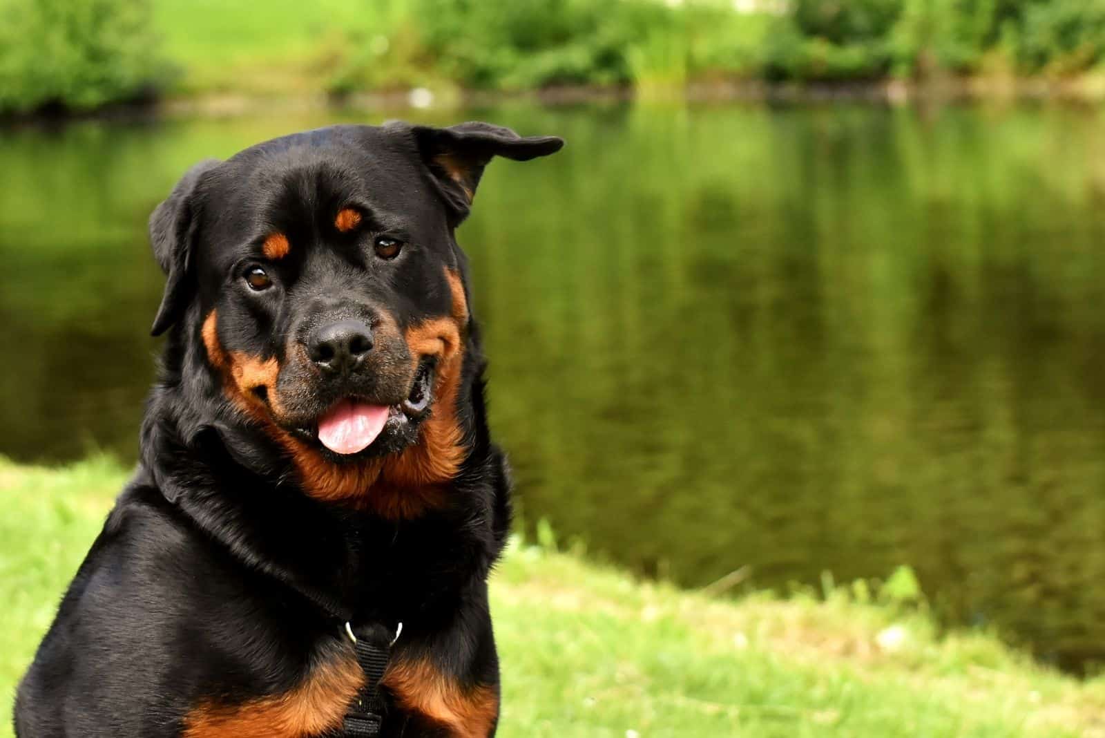 rottweiler dog in the park with one ear raised