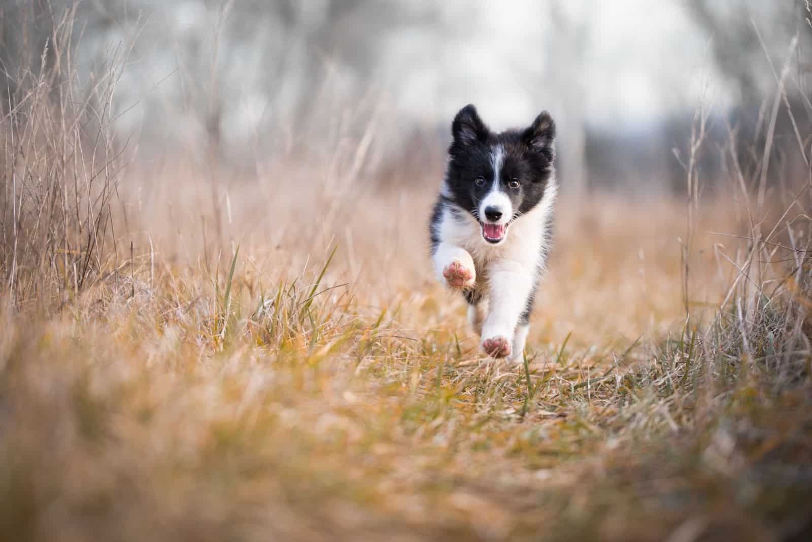 running border collie puppy in the middle of the grassland 
