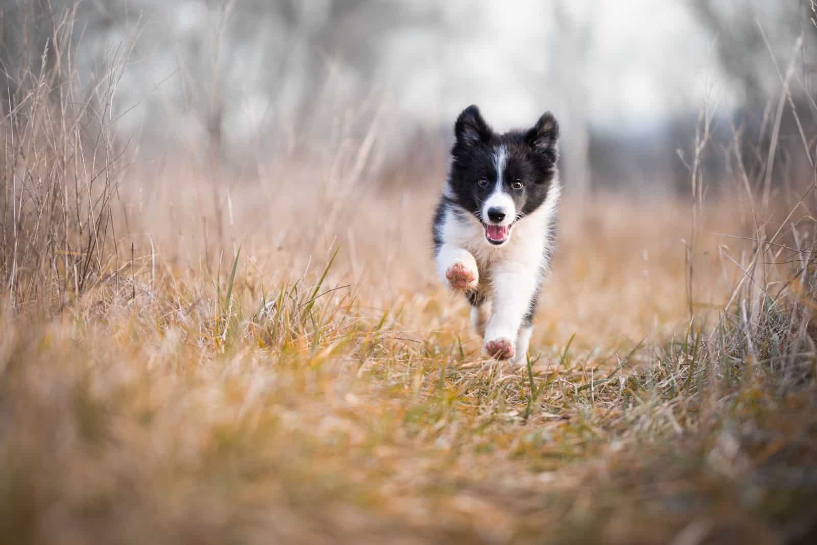 running border collie puppy in the middle of the grassland.