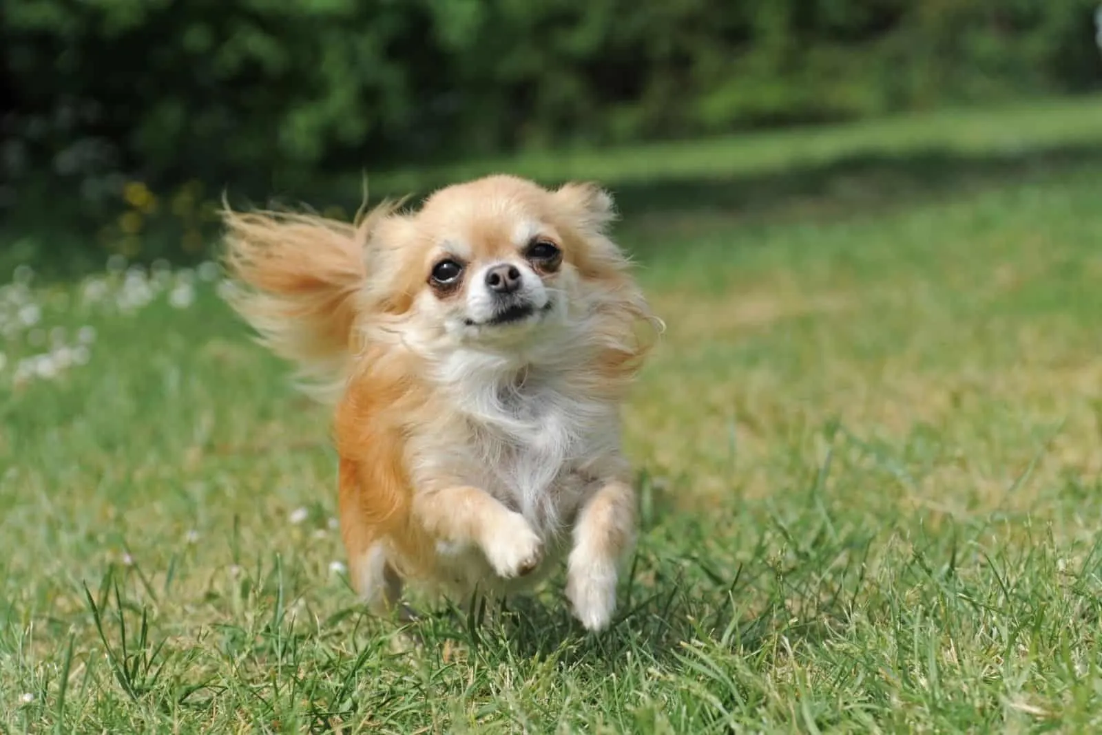 running cute chihuahua dog in the outdoos lawn