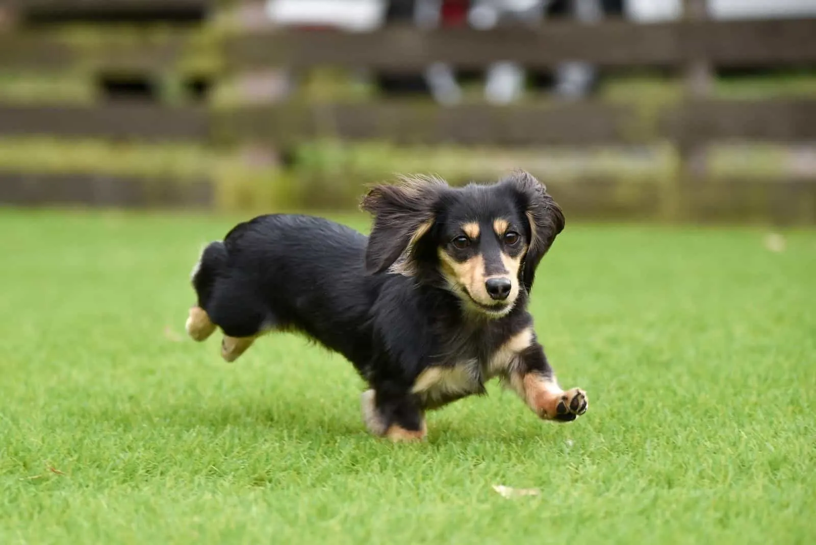 running dachshund dog running in the field