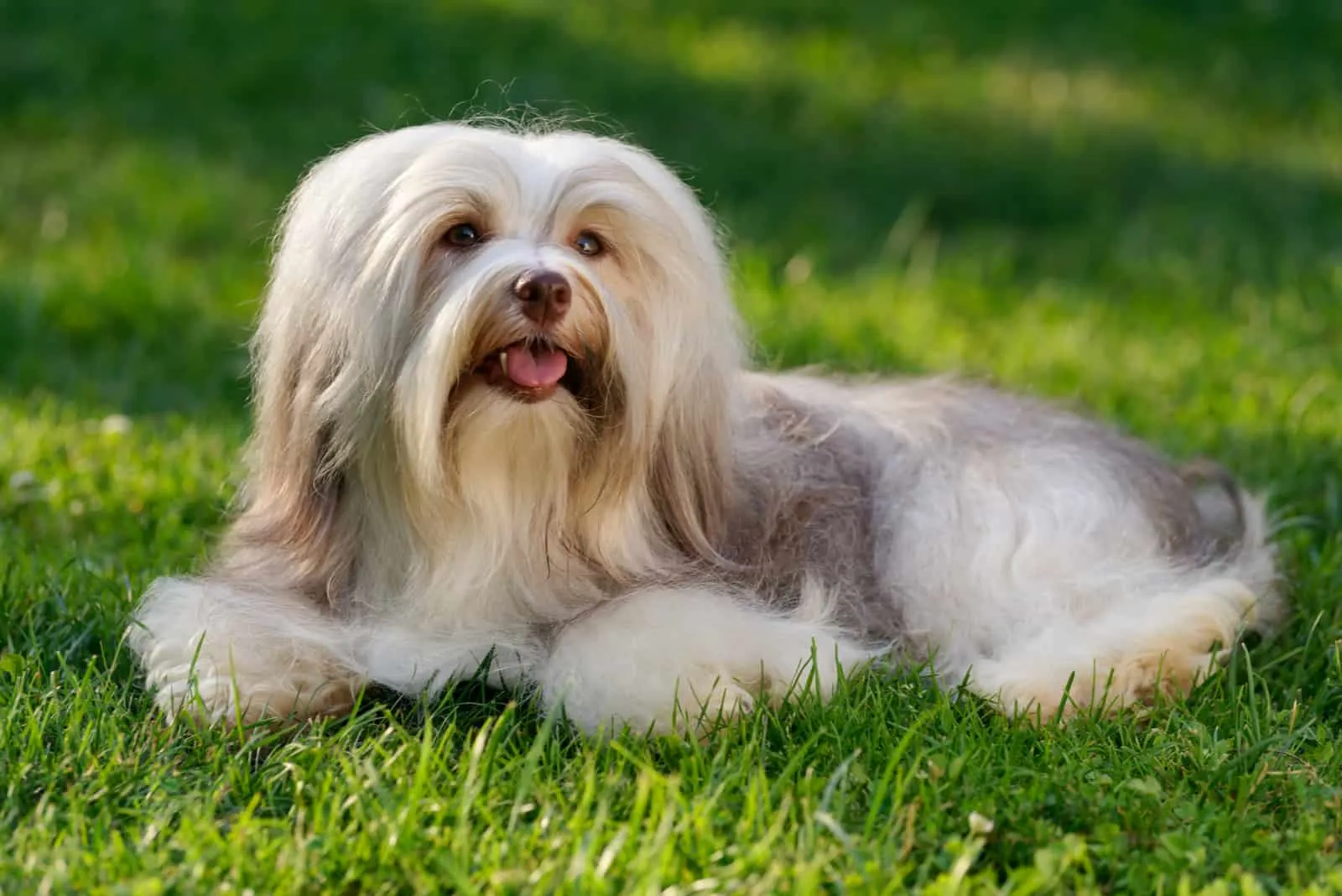 sable colored havanese dog is lying in the grass