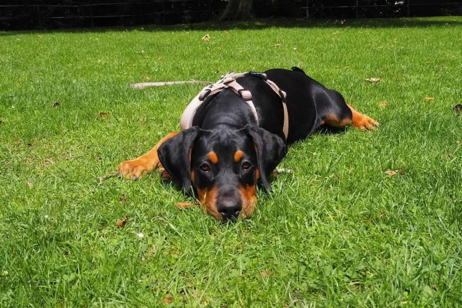 sad doberman corso