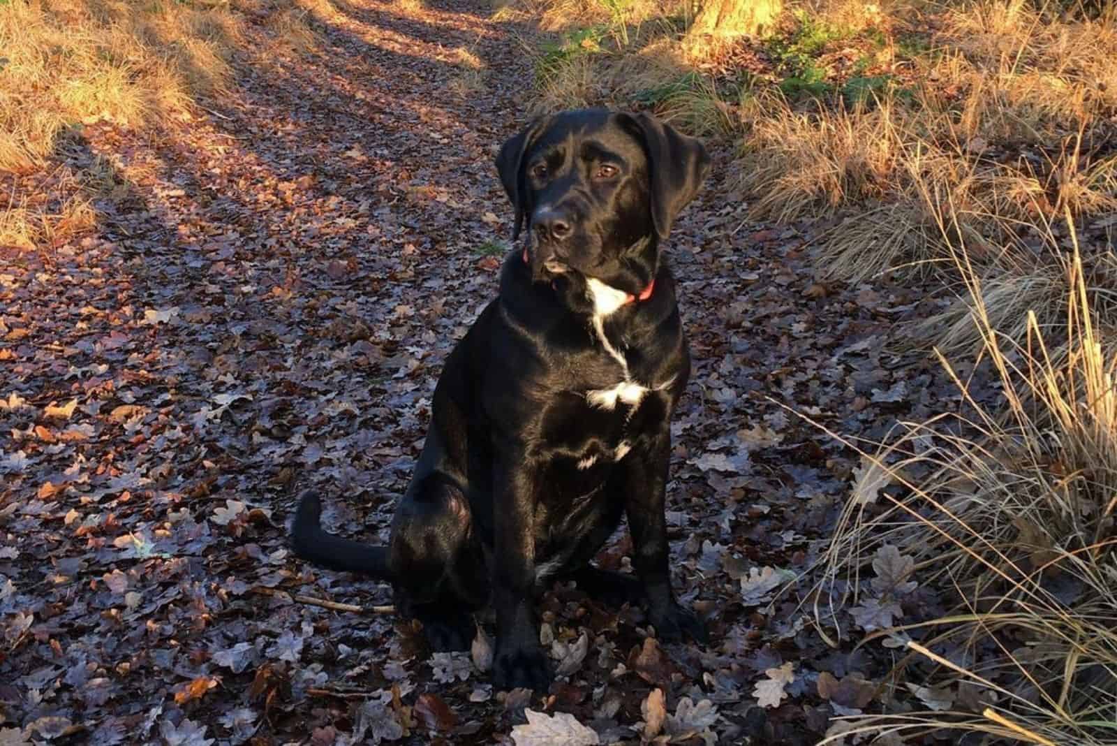 sad labrador corso in nature