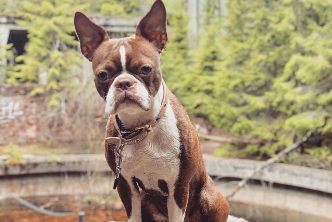 The Red Boston Terrier An Ultimate Guide About This Dog