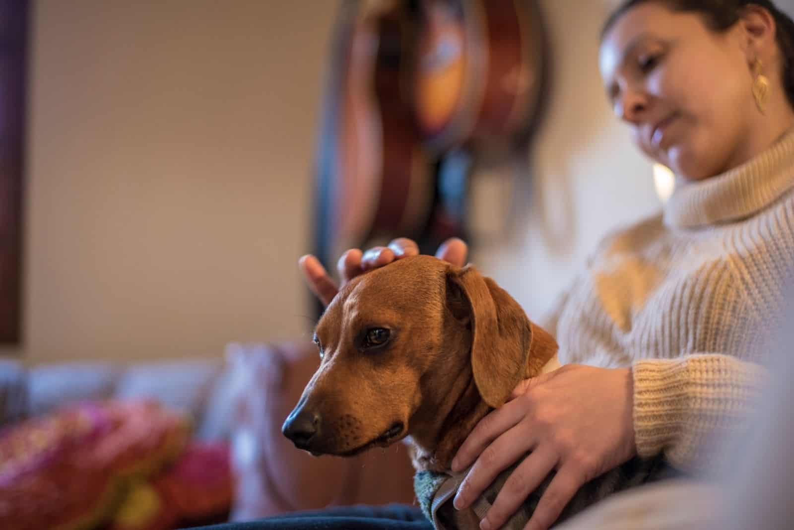 sad owner stroking dog dachshund on sofa