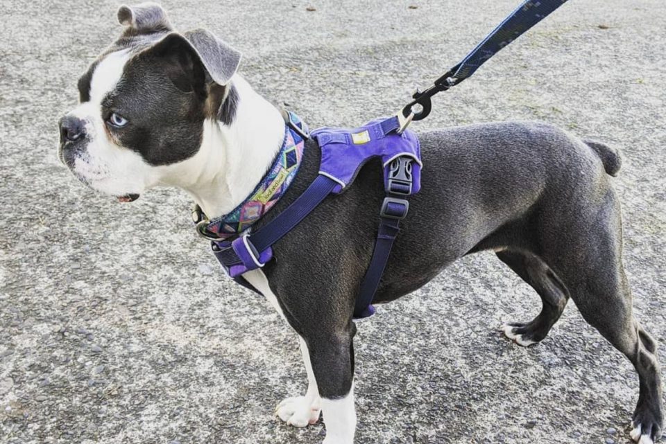 Blue Boston Terrier An American Gentleman Ready To Charm You