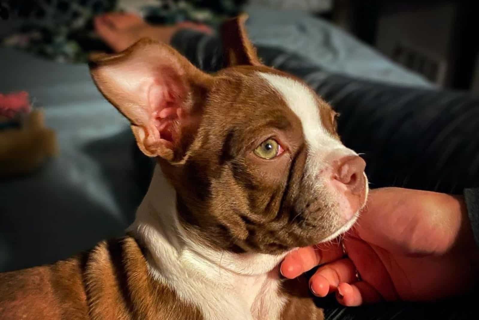 serious looking red boston terrier