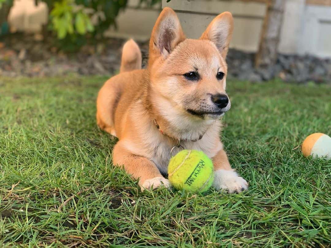 shiba corgi dog