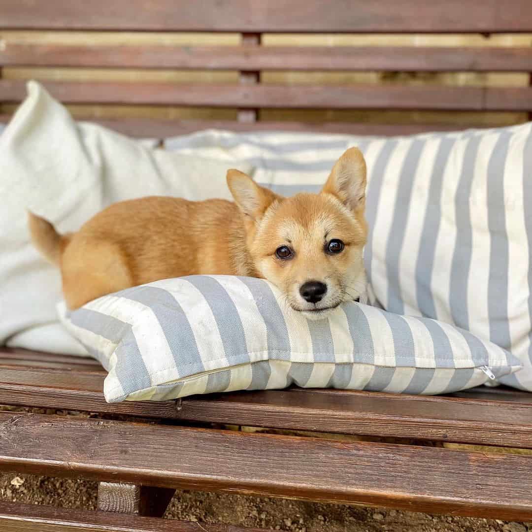 shiba corgi lying on pillow