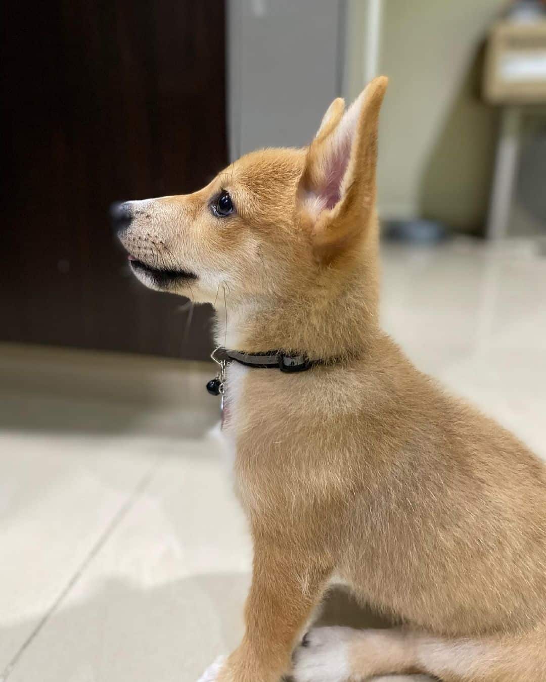 shiba inu corgi mix