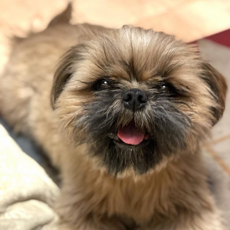 Shih Tzu Colors The Wonderful Rainbow Of Choices