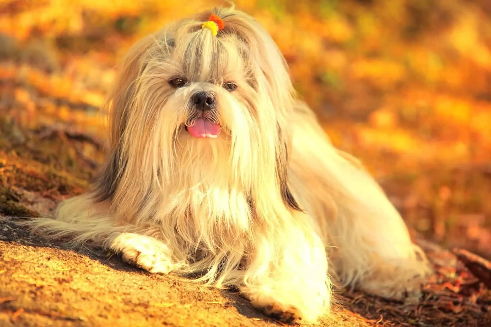 shih-tzu lying down in the mountain on sunset golden colors