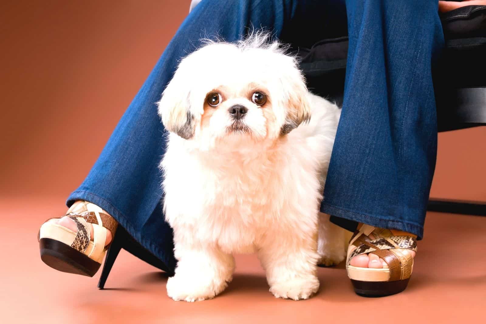 shih tzu poodle sitting near the stiletto heels