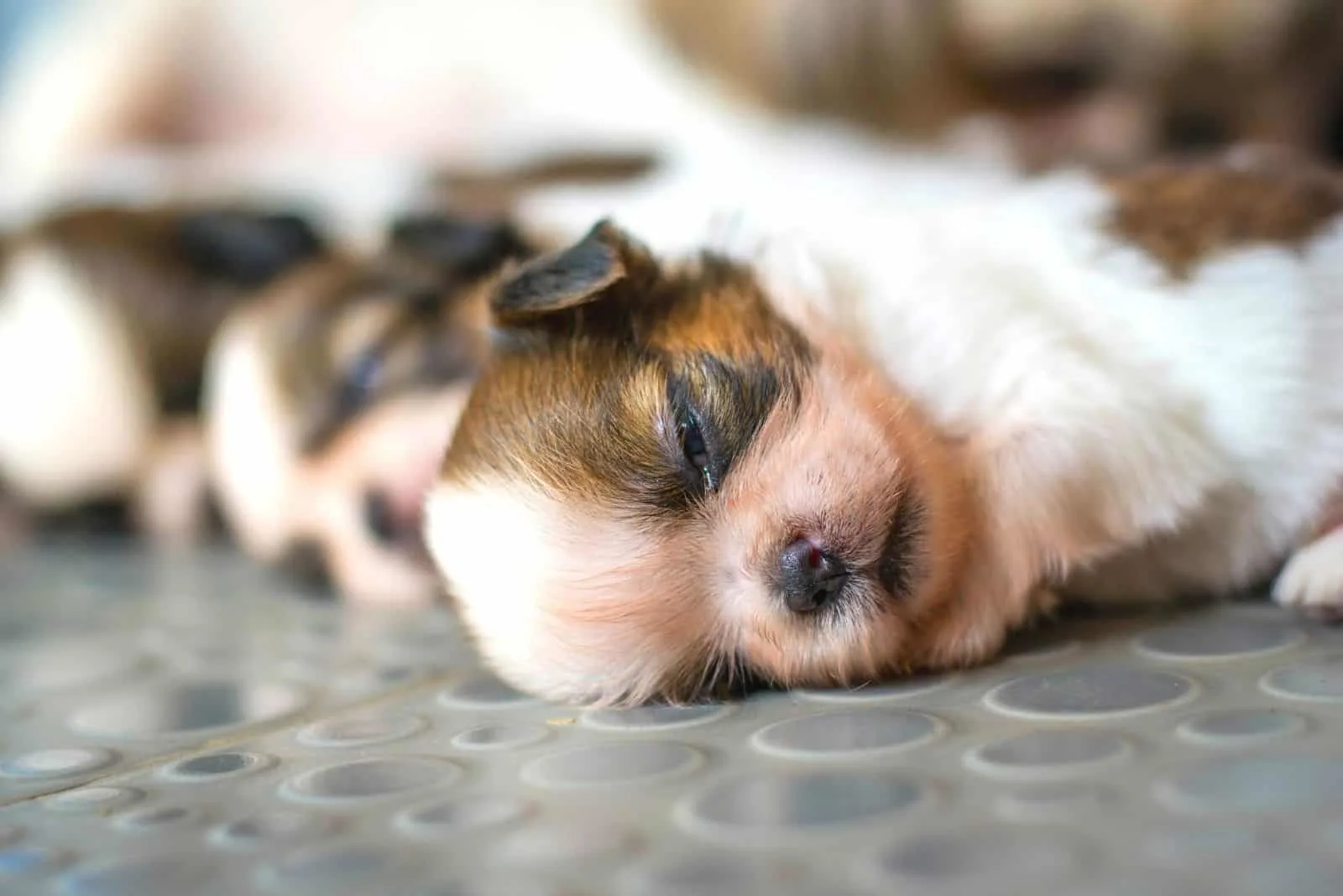 shih tzu puppies lying next to each other