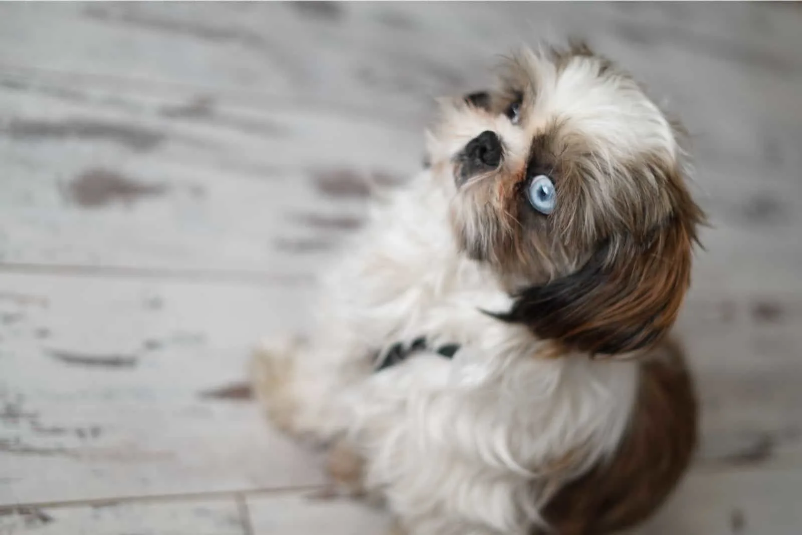 shih tzu puppy with blue eye looking up