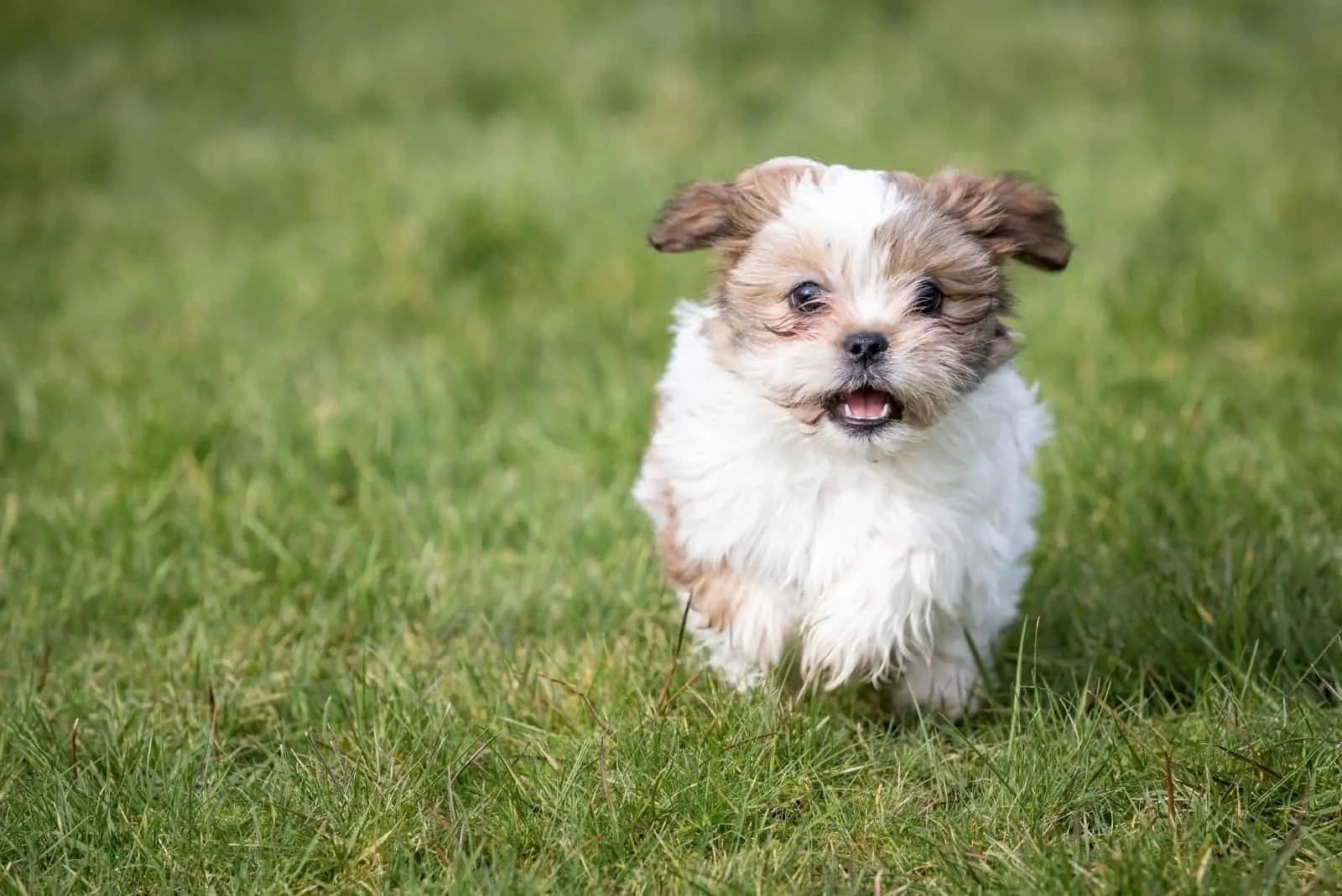 shih tzu puppy running in the grass