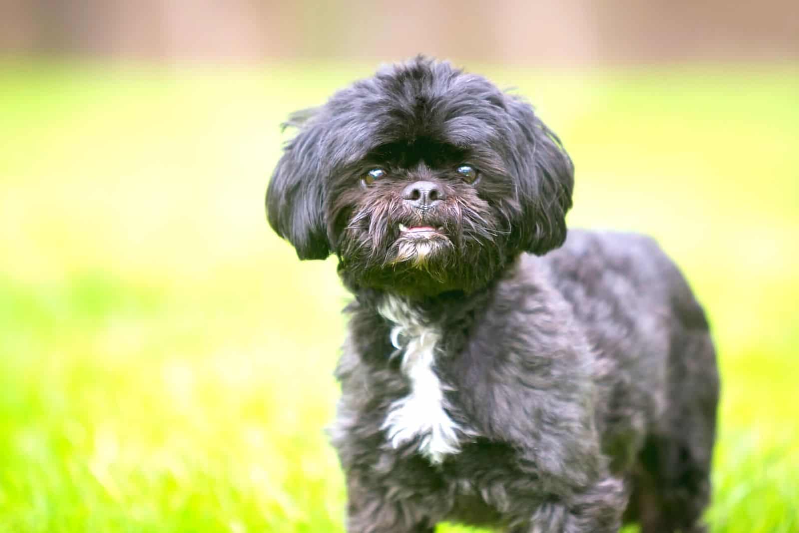 shih tzu with white patch in the chest amidst black solid color 