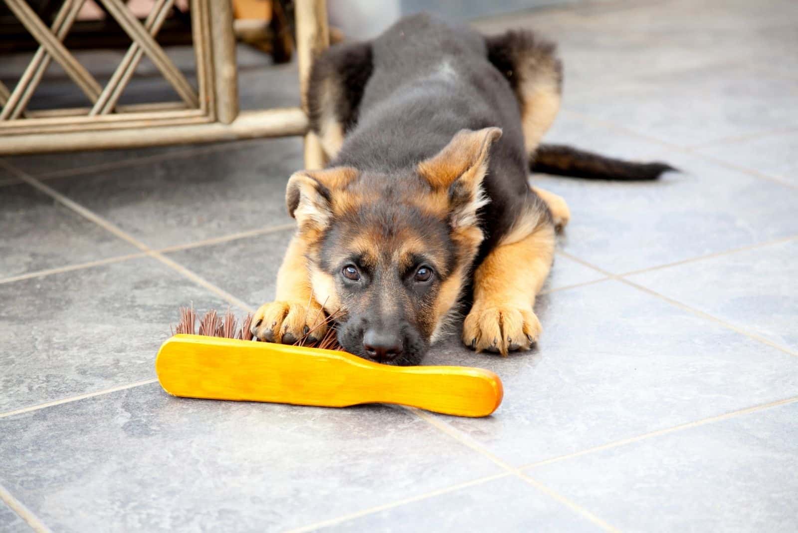 short coated german shepherd puppy biting a brush looking at the camera