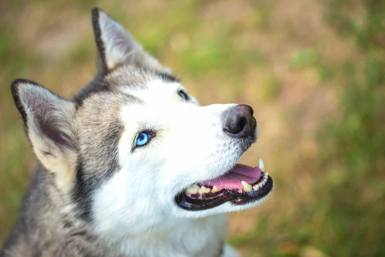 siberian husky in close up image looking up
