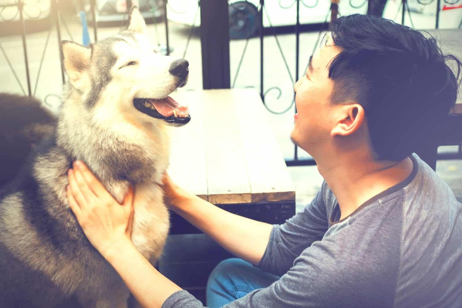 siberian husky laughing with its owner