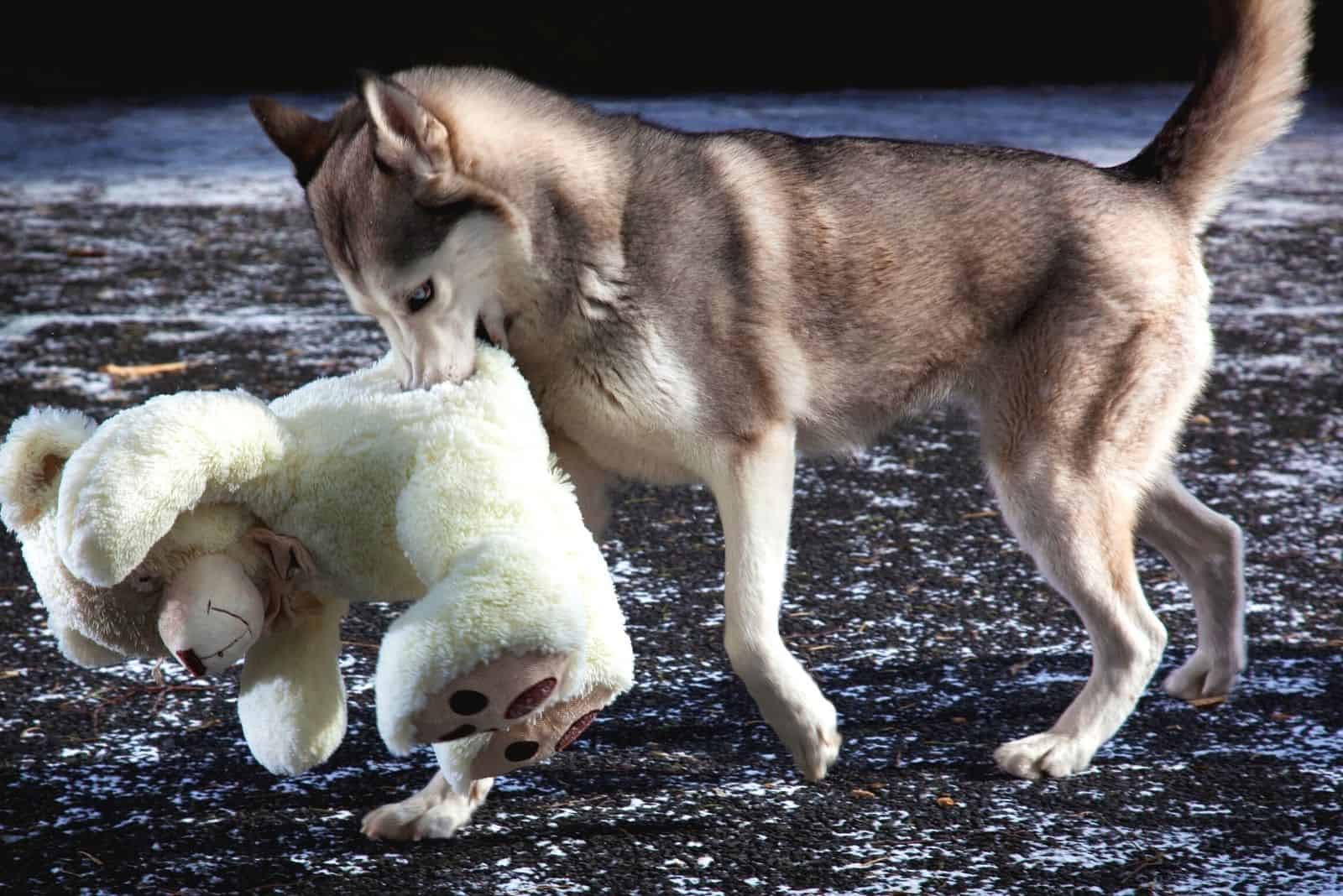 siberian husky carrying a teddy bear