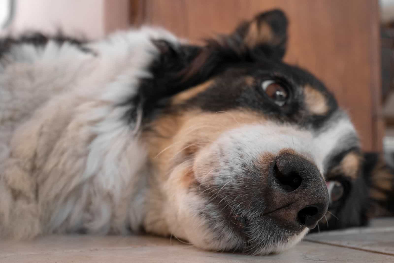 sick border collie adult lying down face focused