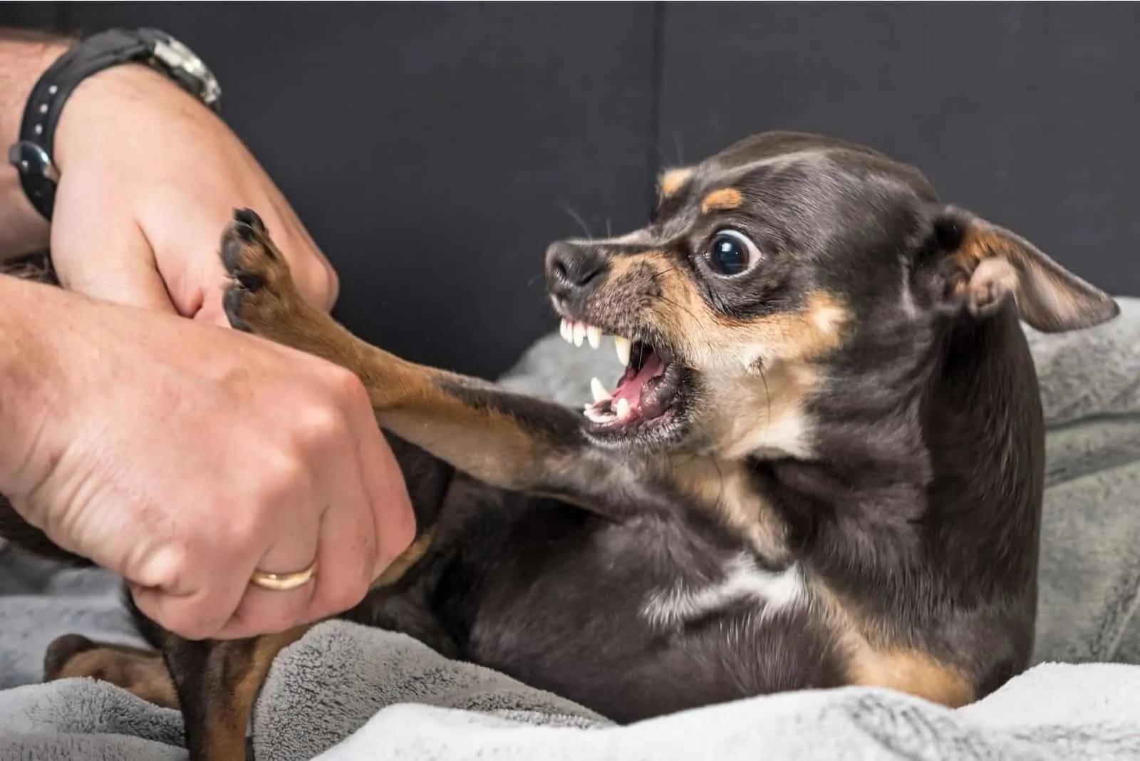small aggressive chihuahua dog and an owners hand
